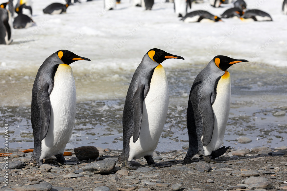 Fototapeta premium Three king penguins walk in a row on Salisbury Plain on South Georgia in Antarctica