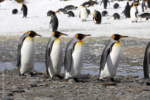 Four king penguins walk in a row on Salisbury Plain on South Georgia in the Antarctic