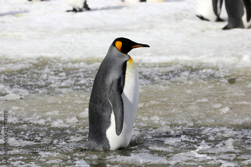 A king penguin stands in slush on Salisbury Plain on South Georgia in the Antarctic