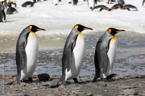 Three king penguins walk in a row on Salisbury Plain on South Georgia in Antarctica