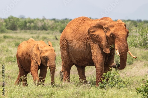 Elefantenmutter mit Kind in Kenia