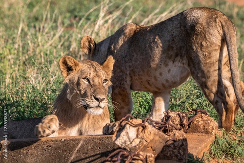 Löwen im Tsavo Nationalpark in Kenia