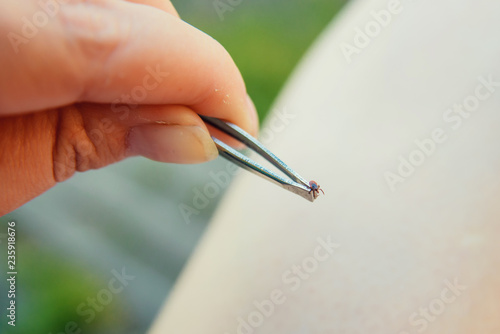 Tick crawling on finger. The concept of danger of tick bite.