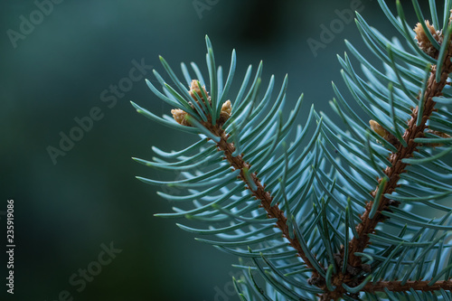 blue spruce growing in the park