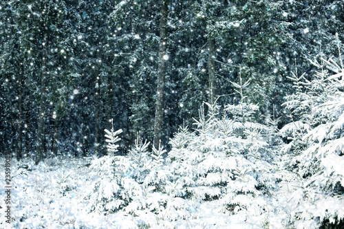 Snowfall in winter forest. Nature background with snow.