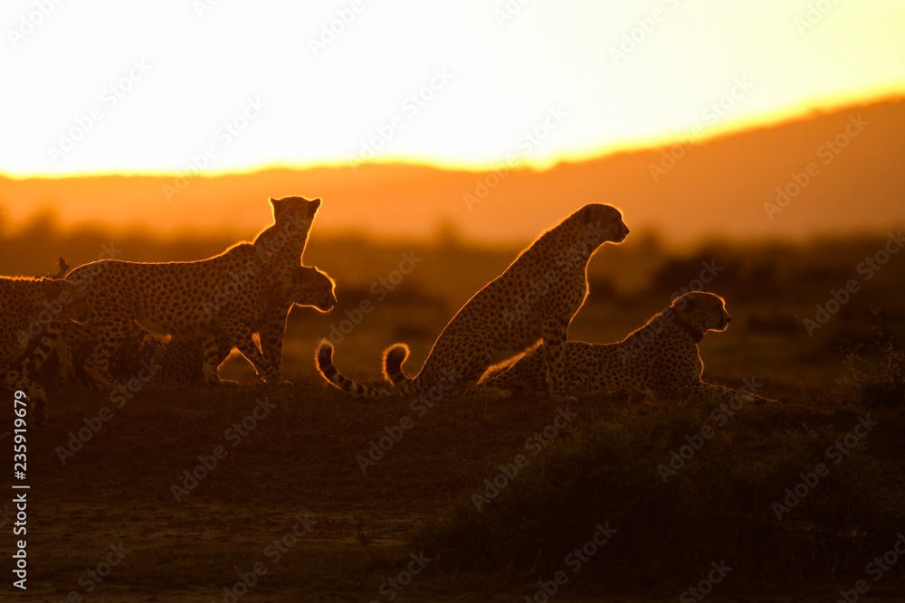 Silhouette of cheetahs