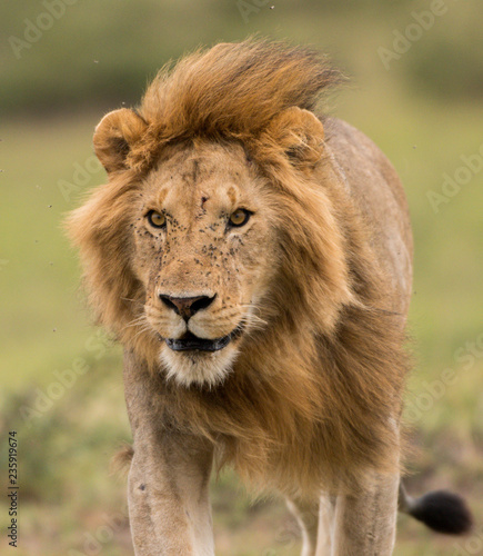 Fototapeta Naklejka Na Ścianę i Meble -  Male African lion in Masai Mara, Kenya
