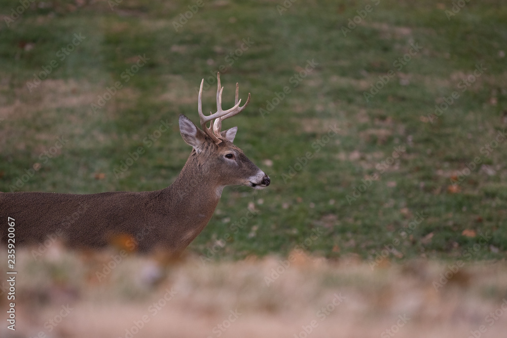 white-tailed deer buck walking through a meadow white-tailed deer buck walking through a meadow