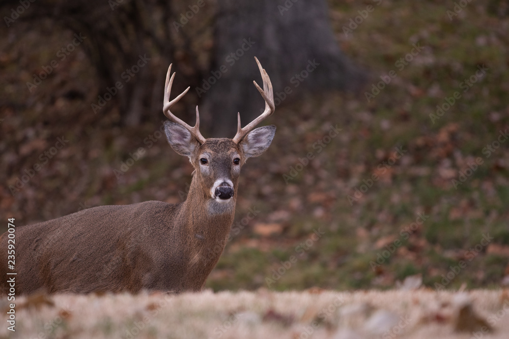 white-tailed deer buck walking through a meadow white-tailed deer buck walking through a meadow