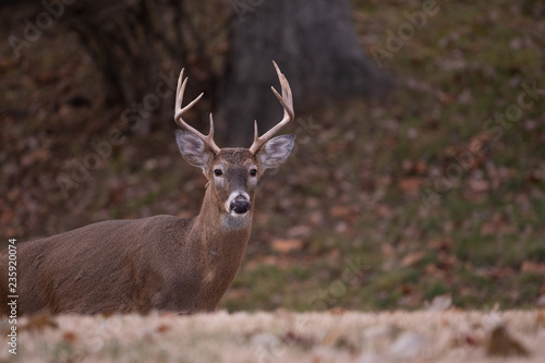 white-tailed deer buck walking through a meadow