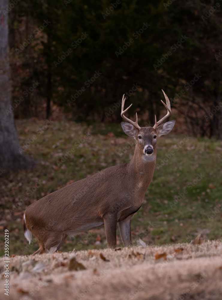 Fototapeta premium white-tailed deer buck walking through a meadow