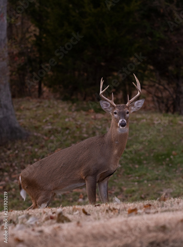 white-tailed deer buck walking through a meadow