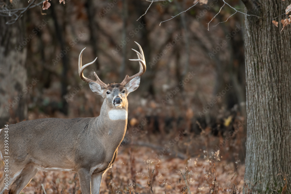 Obraz premium white-tailed deer buck in the woods