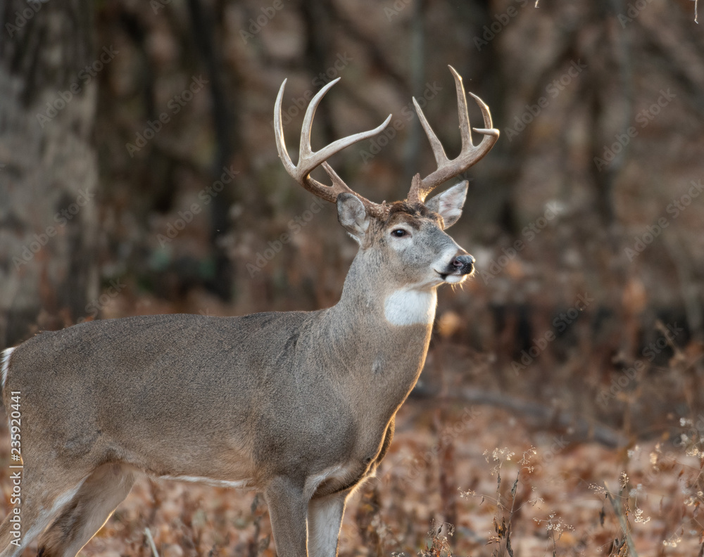 white-tailed deer buck in the woods white-tailed deer buck in the woods
