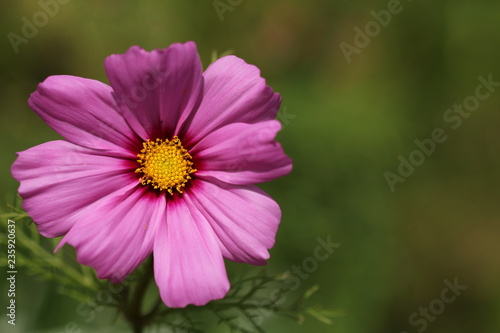 Pink Cosmos flower on left with space for text on the right.
