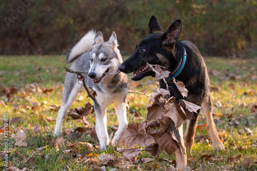Fototapeta Naklejka Na Ścianę i Meble -  Siberian Husky and German Shepherd