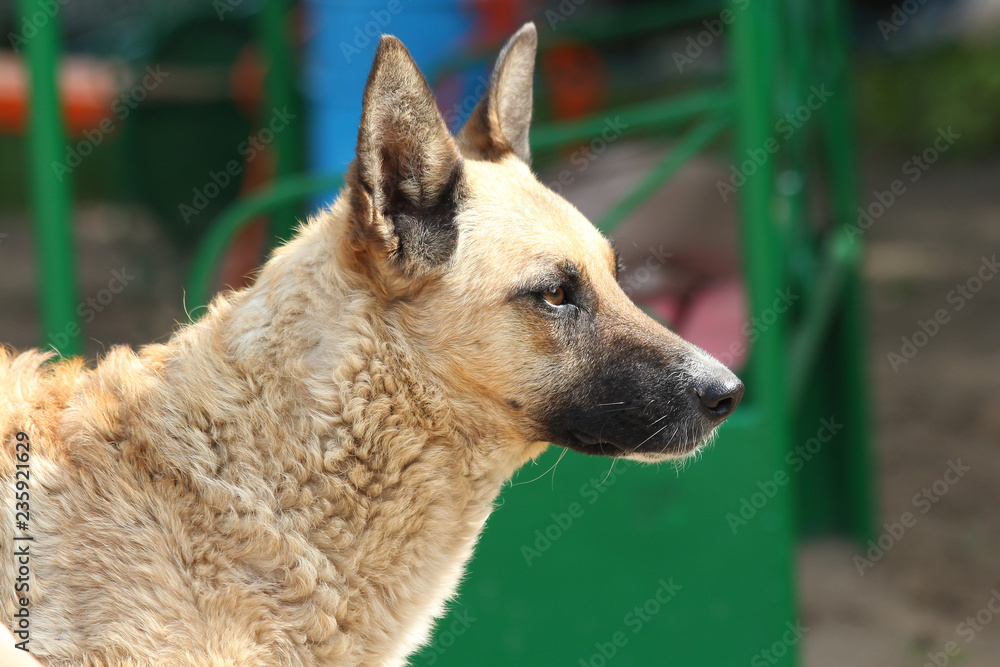 Beautiful light dog in profile