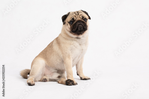 Cute pet dog pug breed sitting and smile with happiness feeling so funny and making serious face,ฺBeautiful Purebred dog and healthy dog,Isolated on white background,Dog friendly Concept