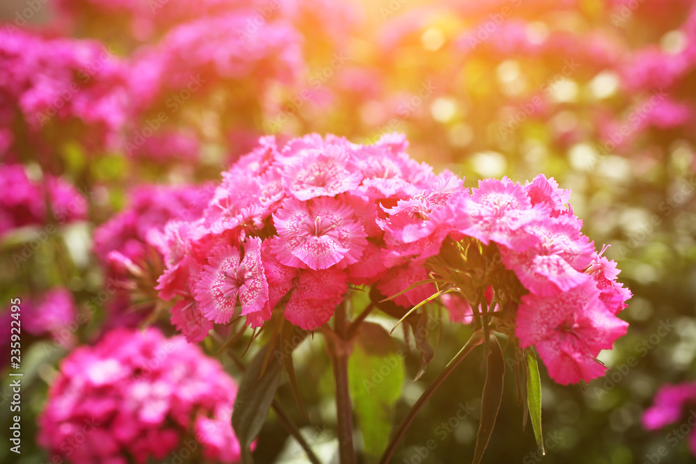 Multi-colored flowers of turkish carnation look good in a bouquet Multi-colored flowers of turkish carnation look good in a bouquet