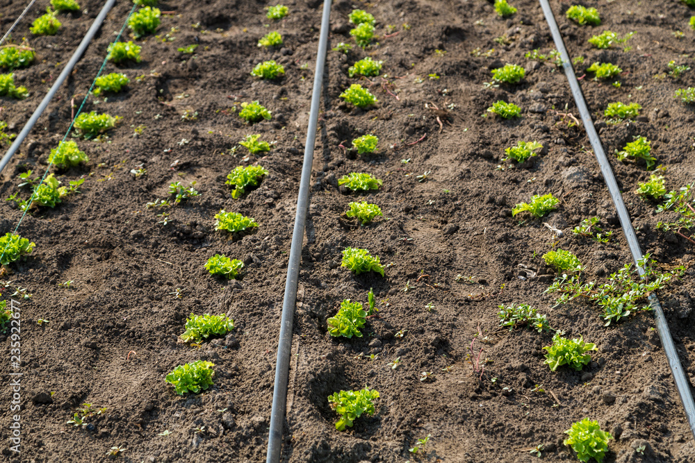 lettuce on drip irrigation lettuce on drip irrigation