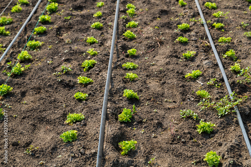 lettuce on drip irrigation
