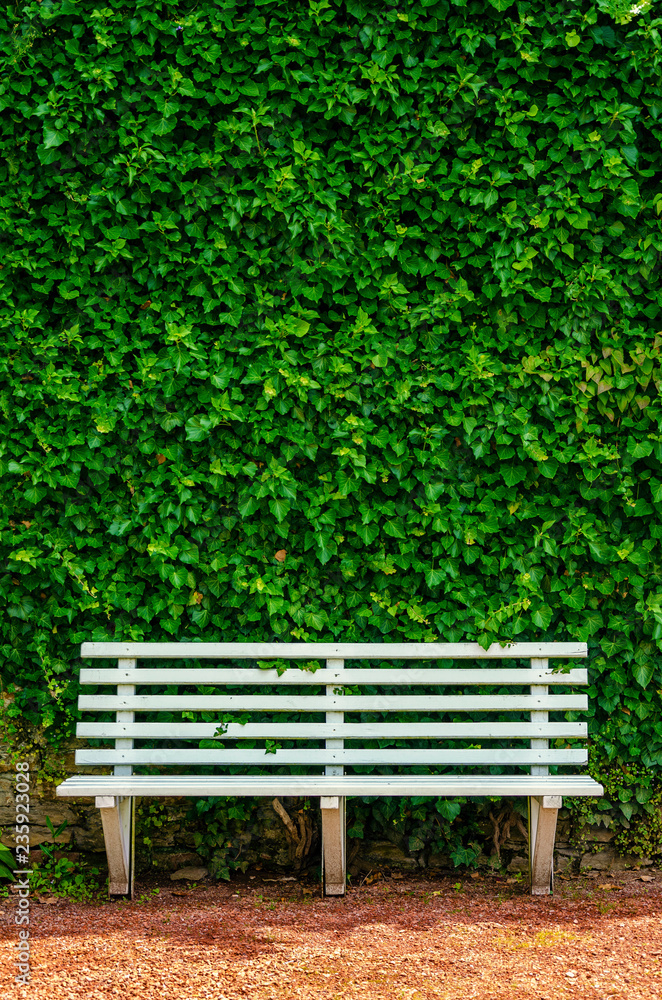 White wooden bench in front of wall with ivy White wooden bench in front of wall with ivy