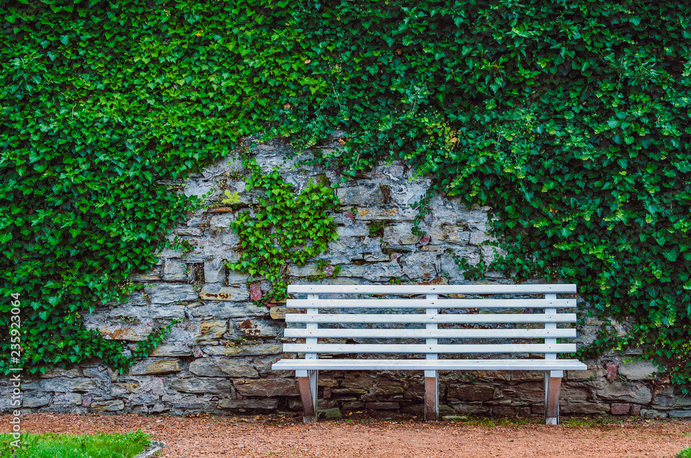 Fototapeta premium White wooden bench in front of old stone wall with ivy