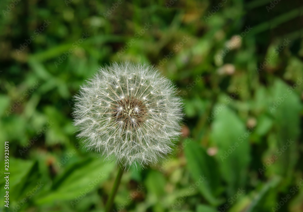 Closed Bud of a dandelion. Dandelion white flowers in green grass. Closed Bud of a dandelion. Dandelion white flowers in green grass.