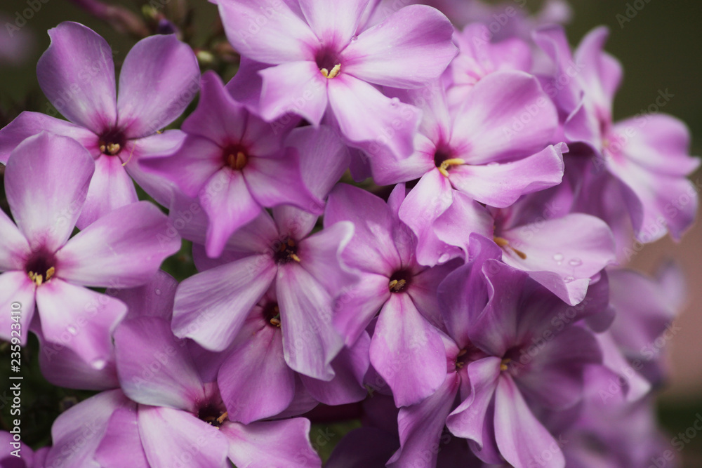 Beautiful blooming flowers of purple phlox macro Beautiful blooming flowers of purple phlox macro