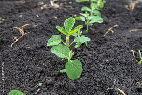 Fresh green soy plants on the field in spring