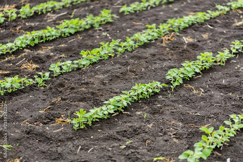 Fresh green soy plants on the field in spring Fresh green soy plants on the field in spring