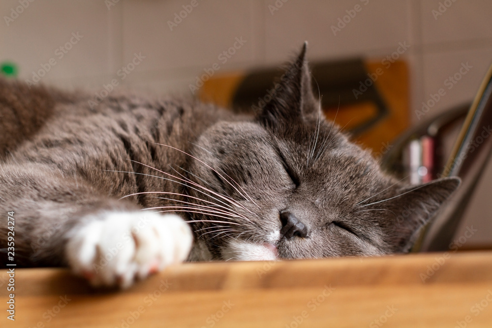 Kater, Katze, Karthäuser-Mix bei Ausruhen in der Sonne. Stock Photo | Adobe  Stock
