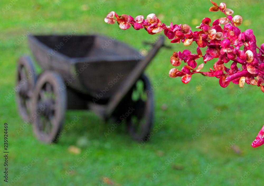 wheelbarrow with flowers
