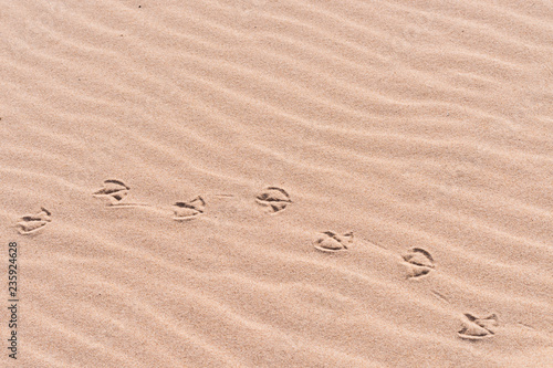 Palmate (webbed) bird track (footprint) in sand on Lake Michigan beach. Michigan, USA.