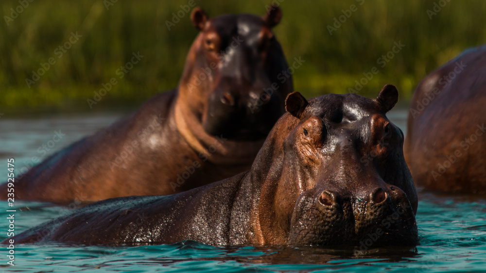 Fototapeta premium head of hippopotamus