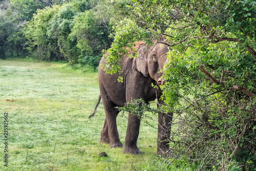 View of single elephant in green tropical forest