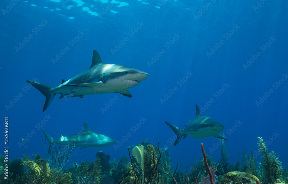 Obraz premium Sharks