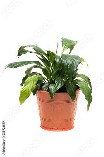 Plant in brown pot, isolate on white background photo