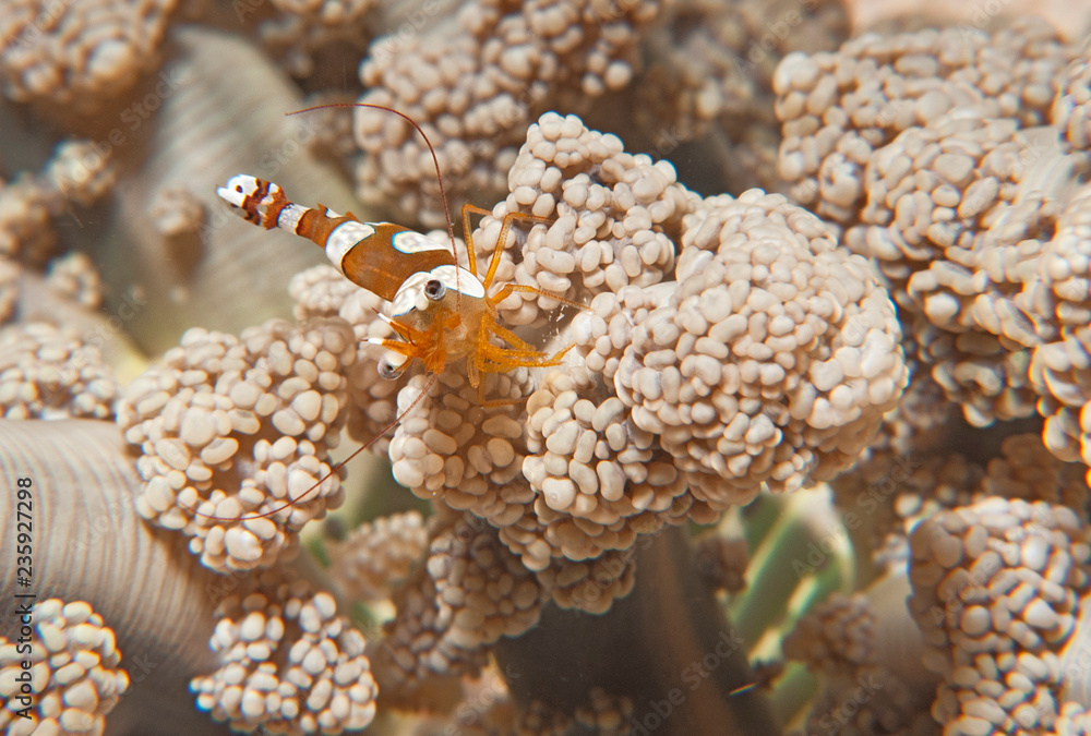 Shrimp on soft coral Shrimp on soft coral