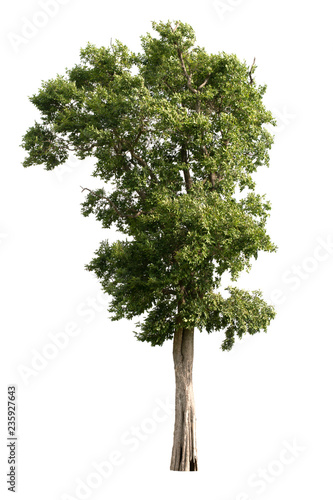 Tree with green leaves isolated from white background