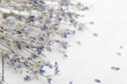 A bunch of dry lavender on white background close up.