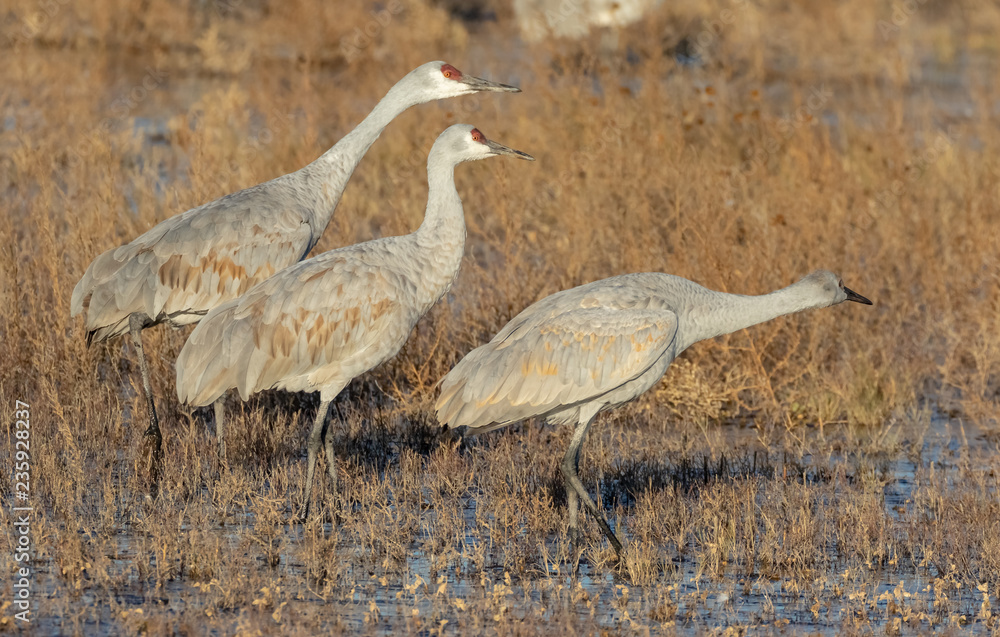 Obraz premium Sandhill cranes family group (two adults and juvenile) in shallow pond at Bosque del Apache National Wildlife Refuge in central New Mexico