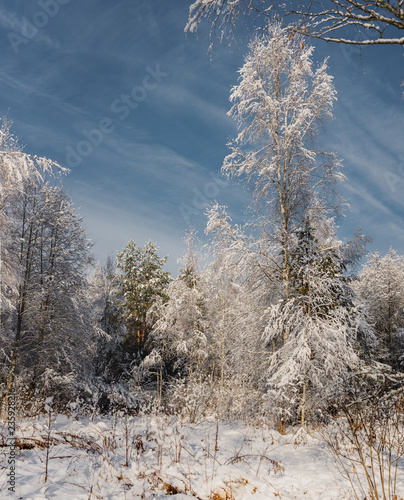 frosty sunny day in the winter forest/the snow wood in sunny day
