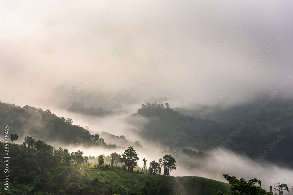 Beautiful morning panorama of forest covered by low clouds. Colored sunrise in forested mountain slope.