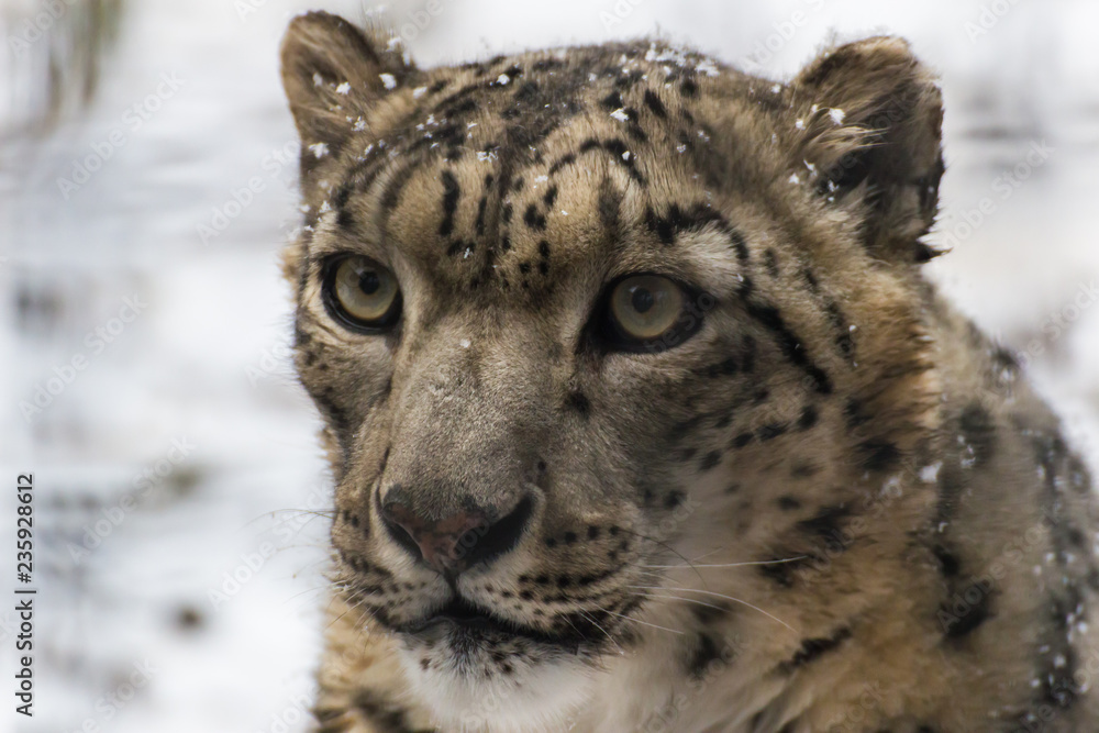 Portrait of a snow leopard Portrait of a snow leopard