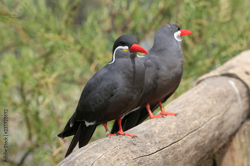 Inkaseeschwalbe (Larosterna inca) 