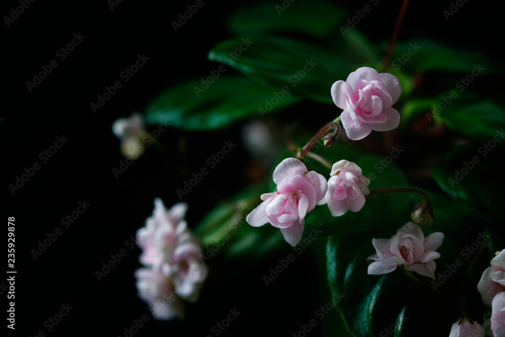 Obraz premium Flowering Saintpaulias, commonly known as African violet. Mini Potted plant. A dark background.