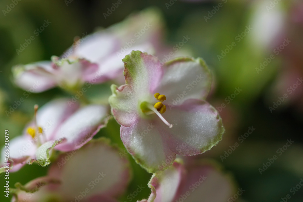 Flowering Saintpaulias, commonly known as African violet. Mini Potted plant. A dark background. Flowering Saintpaulias, commonly known as African violet. Mini Potted plant. A dark background.