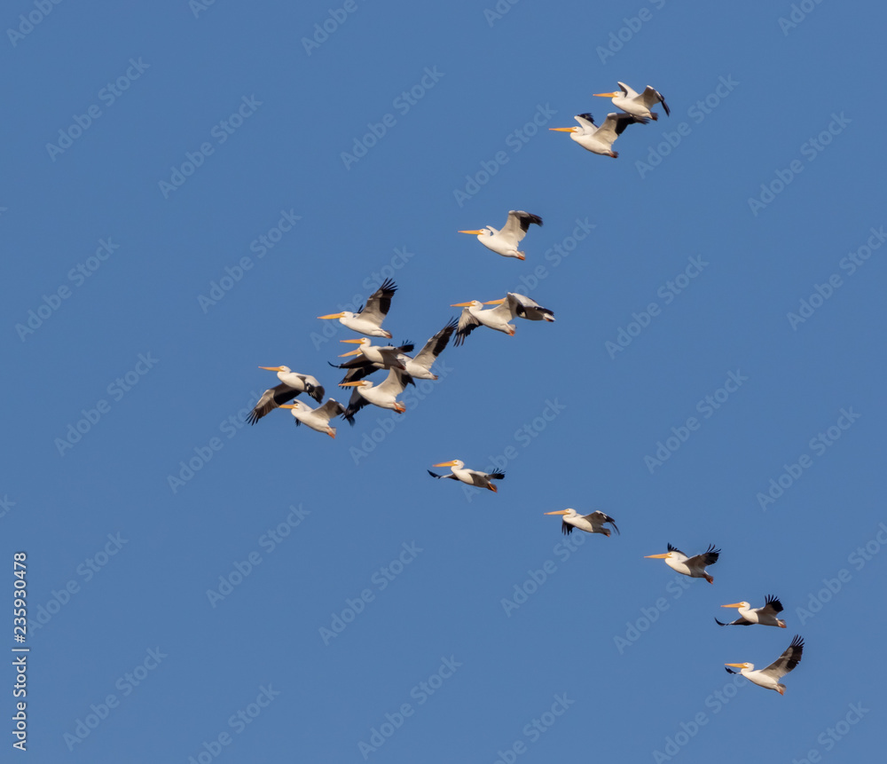 White pelicans in flight over Bosque del Apache National Wildlife Refuge in central New Mexico White pelicans in flight over Bosque del Apache National Wildlife Refuge in central New Mexico