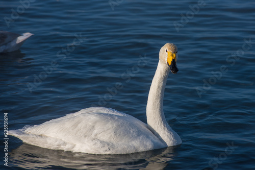 Beautiful white whooping swans swimming in the nonfreezing winter lake. The place of wintering of swans  Altay  Siberia  Russia.